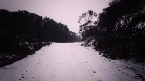 Wide Snowy Forest Clearing Beneath a Bright Winter Sky Stock Footage 341691147
