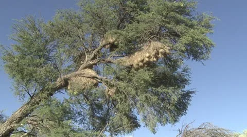 Wide of sociable weavers nests Stock Footage 16485580