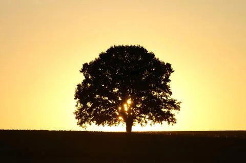 Wide spreading tree on a hill at sunset Stock Photos