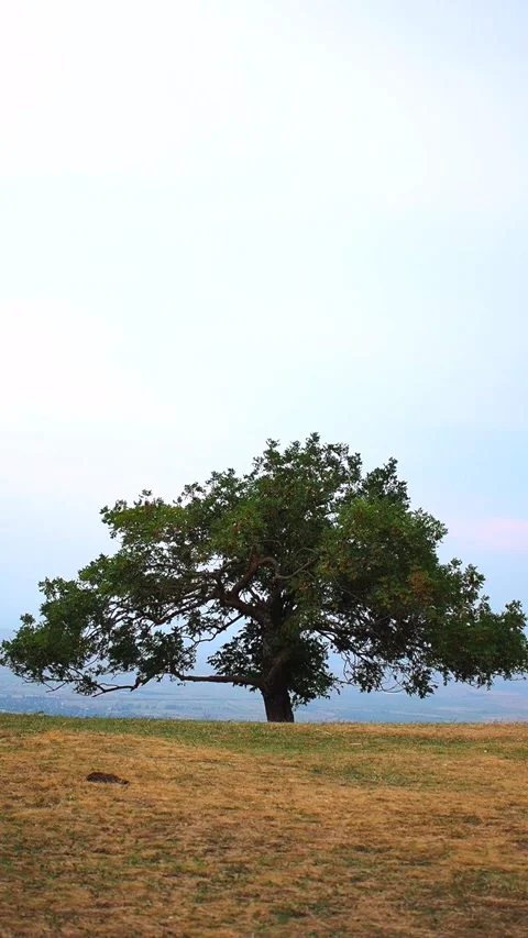 A wide-spreading tree stands on the edge of a cliff on a summer day Stock Footage 248529250
