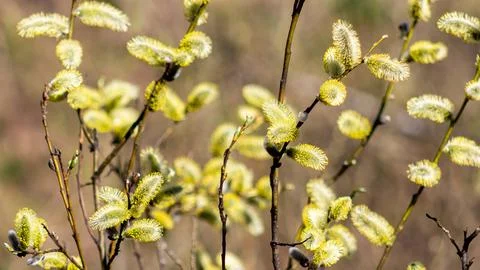 Wide spring background with willow branches and fluffy buds Stock Photos