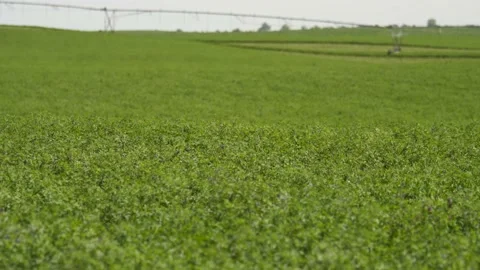 Wide Static Alfalfa Field Stock Footage 221862927