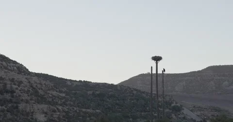 Wide static establishing shot of the bald eagle pole nest along the San Juan  Stock Footage 336220145