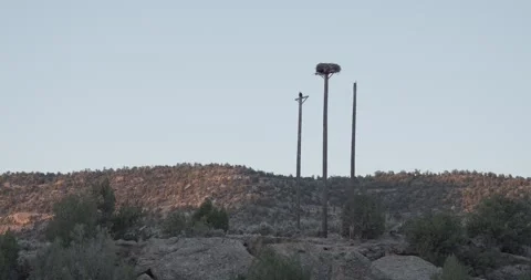 Wide static shot of a bald eagle perched on a pole next to an osprey nest alo Stock Footage 336220313