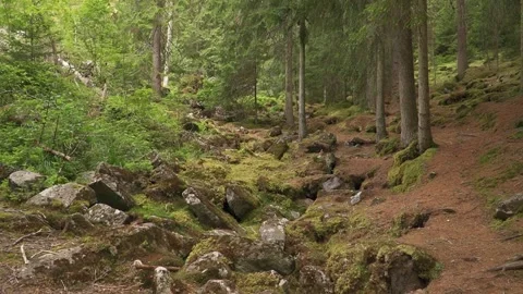 Wide static shot of a dense pine forest with mossy rocks and a natural woodland Vidéo 348708341