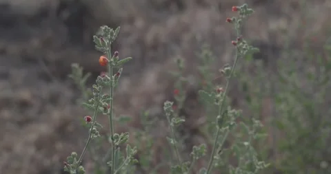Wide static shot of gray globemallow wildflower with shallow depth of field i Stock Footage 336637499