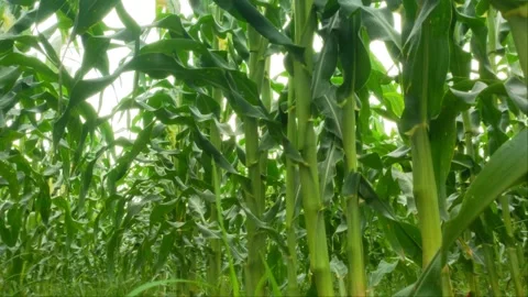 Wide Static Shot of Green Corn Field Growing on Agricultural Farm Stock Footage 344971309