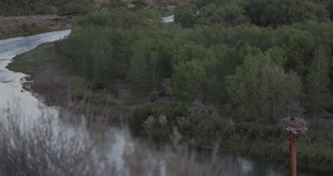 Wide static shot of mother osprey brooding on nest at dawn, alternate angle Stock Footage 336746191