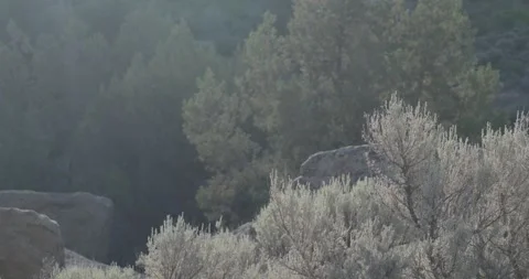 Wide static shot of San Juan River canyon understory featuring sagebrush, bou Stock Footage 336220450