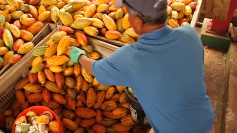 Wide, static shot of standing worker, opening cacao pods with a machete. Stock Footage 242052231