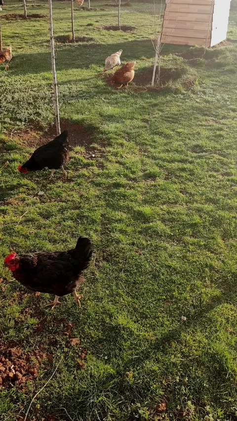 Wide static view of a diverse flock of brown and black chickens free-ranging on Vídeos de archivo 335938635