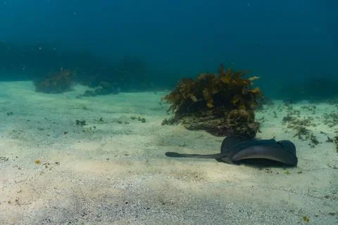 Wide sting ray Foto stock