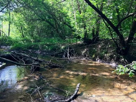 A wide stream in the wild forest. Stock Photos