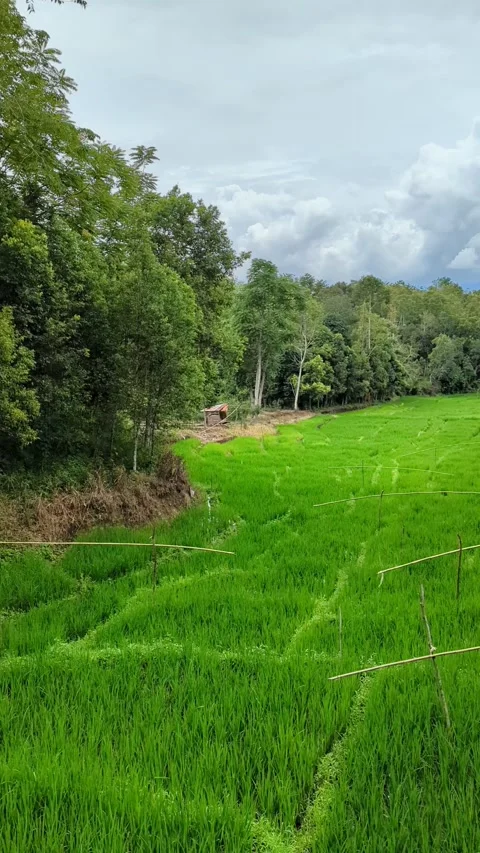 Wide stretches of rice fields include green forests 스톡 동영상 284360115