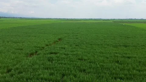 Wide sugarcane fields covering the land aerial farming view Stock Footage 307119765