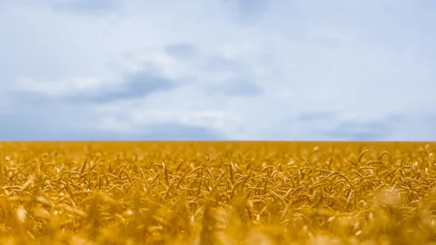 Wide summer wheat field under blue cloudy sky Stock Footage 319075896