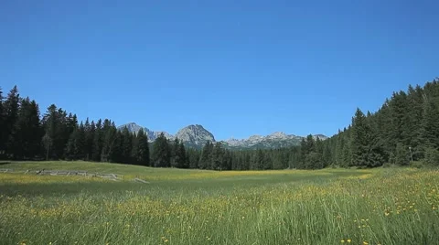 Wide sunny meadow surrounded with pine trees, rock mountain peak in the distance Stock Footage 7745568
