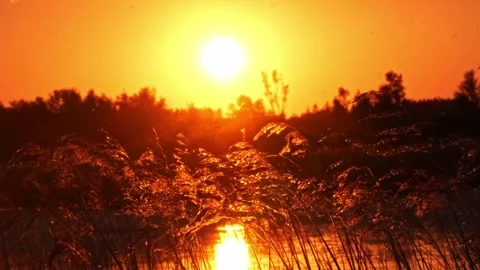 Wide Sunset over Grass and Reeds – 4K Cinematic Landscape Stock-Footage 320665612