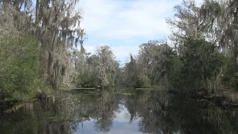 Wide swamp approach Stock Footage 88293122
