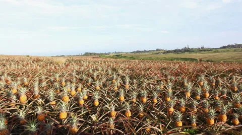Wide sweeping Shot of a Pineapple Field Stock-Footage 49064764