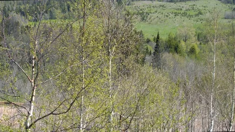 Wide Taiga Forest Spaces Stock Footage 76474945