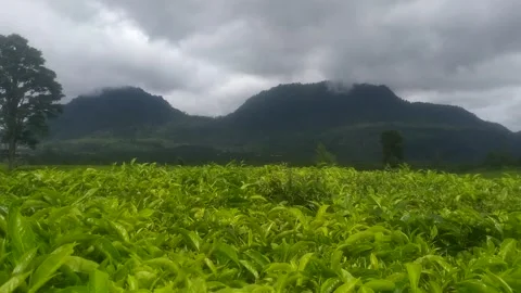 Wide Tea Plantation Landscape Under Cloudy Mountain Sky Stock Footage 325829413