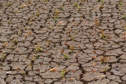 Wide Texture Pattern Of Dry Cracked Farming Soil During Severe Drought Stock Photos