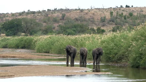 A wide of three elephants drinking from a river Stock Footage 249374813