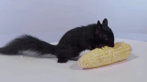 Wide three quarter view squirrel eating corn Stock Footage 75764393