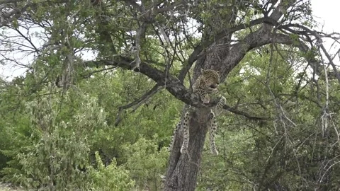 Wide-to-tight push-in on leopard perched on branch — Part 7 스톡 동영상 320790529