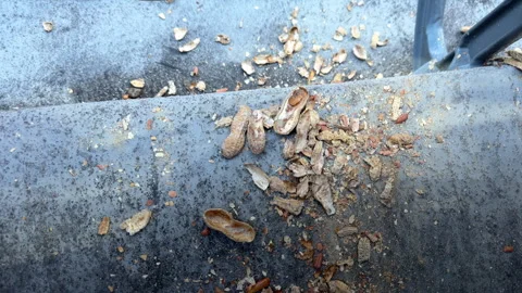 Wide to tight push in of shelled peanuts below ballpark seat Stock Footage 244061831