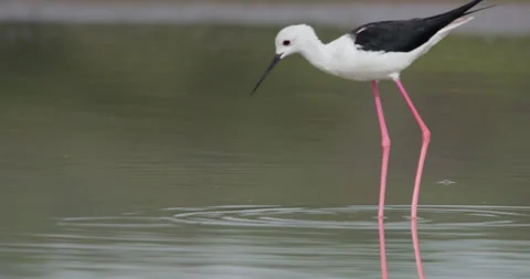 Wide tilt of Black-winged Stilt foraging in shallow lake Stock-Footage 314798747