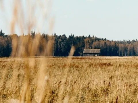 WIDE TILT DOWN old barn standing in a field near the forest Stock Footage