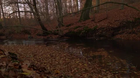 Wide tilt at a river Stock Footage 44445332