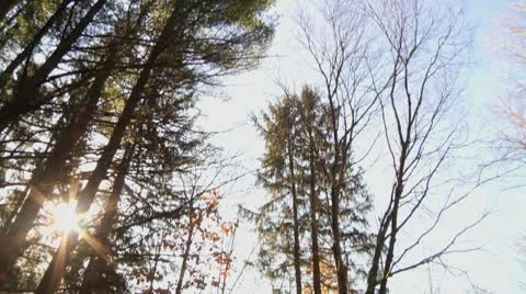 Wide Tilt Sun in forest with a fallen tree Stock Footage 8984150