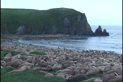 Wide tl walrus Stock Footage 11110918