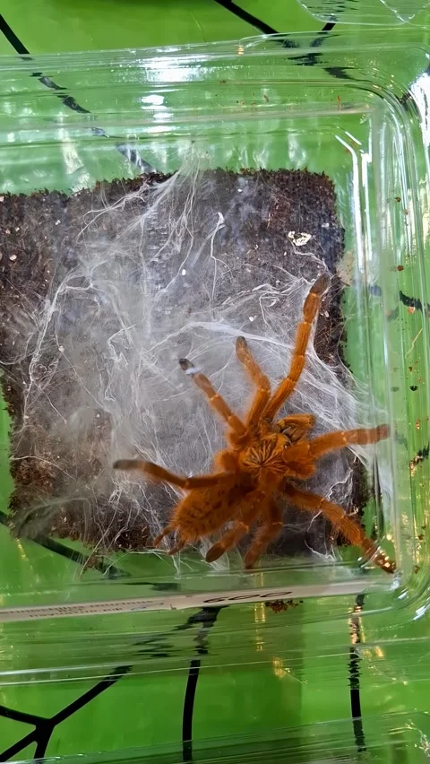Wide, top-down shot of a vibrant Orange Baboon Tarantula (Pterinochilus muri Stock Footage 336913025