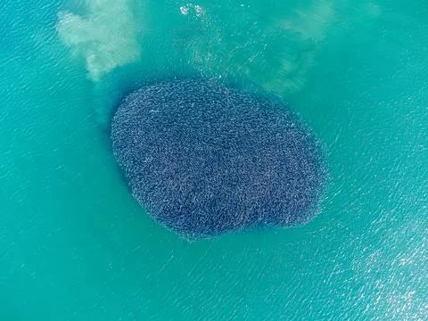 Wide, top down view of bait ball Stock Photos