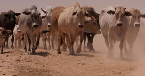 Wide tracking shot of a herd of boran cattle trotting with their young Vídeo Stock 308679401