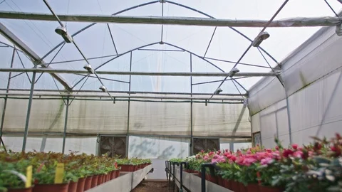 Wide tracking shot of a large flower greenhouse Stock Footage 89984903