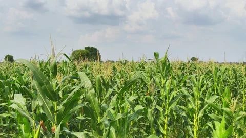 Wide Tracking Shot of Mature Cornfield with Green Maize Plants Under Cloudy Sky Stock Footage 340252761