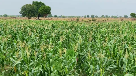 Wide Tracking Shot of Mature Cornfield with Gently Swaying Leaves Under Cloudy Stock Footage 340253152