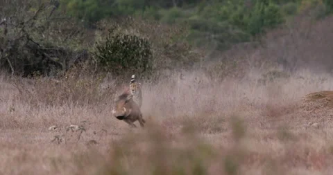 Wide tracking shot of a pair of cheetahs  chaotic hunt of warthogs Stock Footage 308674764
