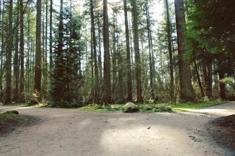 Wide trails through forest Stock Photos