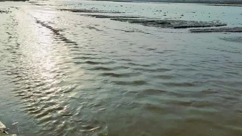 Wide tranquil river with sunlight reflection and peaceful flowing ripples Stock Footage 333493394