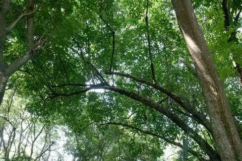 Wide Tree Canopy from Below with Curving Green Branches Stock Photos