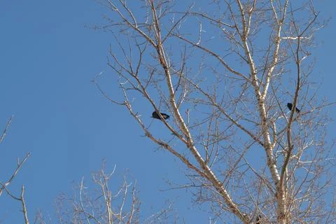 Wide treetop filled with nests, multiple silhouettes of small birds perched a Stock Photos
