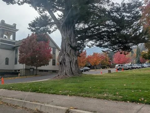 Wide-trunk antique tree standing near parked cars and an old church Фото