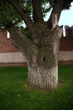 A wide trunk of an old tree with a hollow. Stock Photos