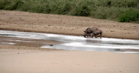 A wide of two rhino drinking at a river Stock Footage 249374814